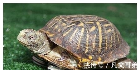 霍勒斯曼|看似并不科学,但却真实存在的23条奇葩冷知识