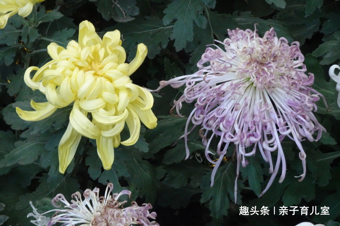 喜欢养菊，那就养”十大名菊“西湖柳月，花型丰满，似皓月临水！