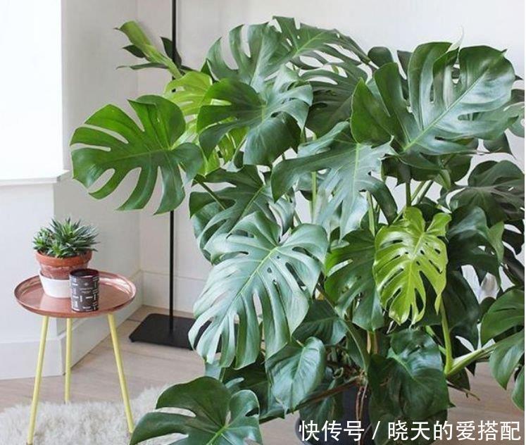 家里阳台必养此款花卉,耐寒易打理,有着非常别致的韵味