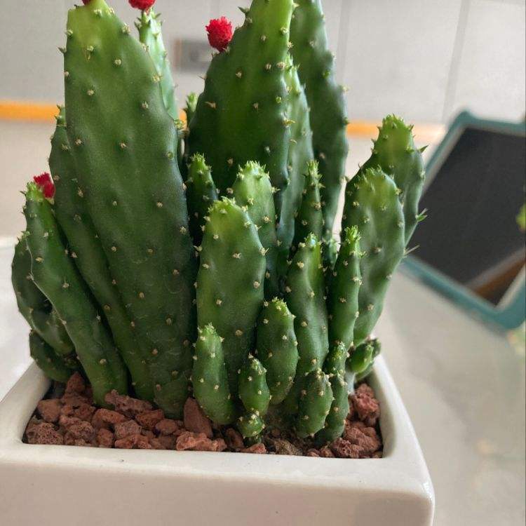 仙人掌|养花总忘了施肥养这3种花卉，不用施肥，懒人福音！