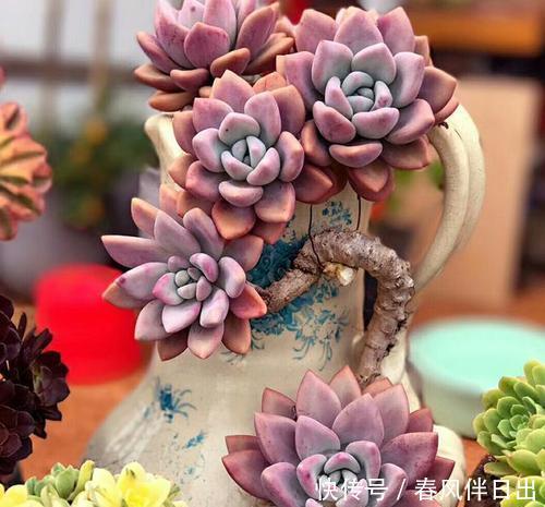 口诀|夏天养多肉，浇水有讲究，掌握“三字”口诀，轻松度夏不黑腐