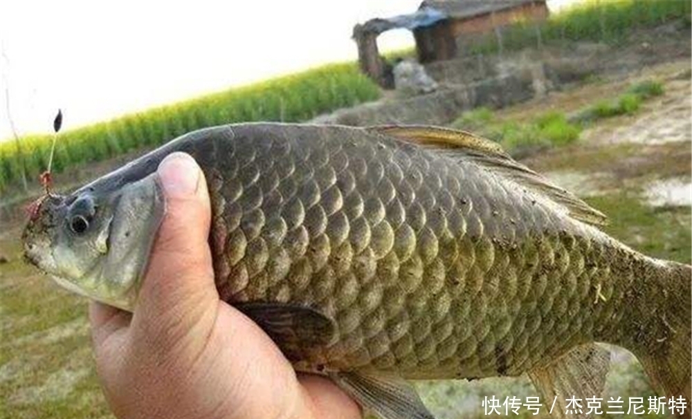 早春钓大鲫鱼的4要原则,早春不是鱼不好钓,是你不会钓!