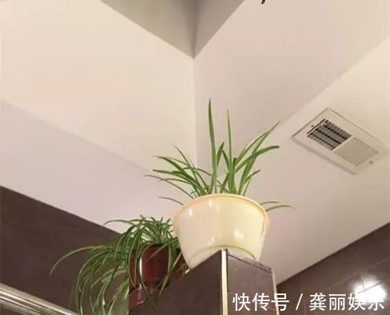 吊兰|黄叶快死的五种花卉,狠狠给它剪秃了,过几天呼呼长出一大堆