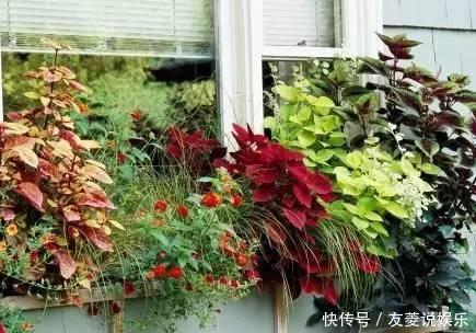 花叶蔓|花友们窗台养什么花，看完认识那么多植物！