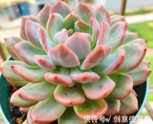 栽种|橙梦露很受欢迎,趁秋天好养护,买两棵,教你把状态养的更好