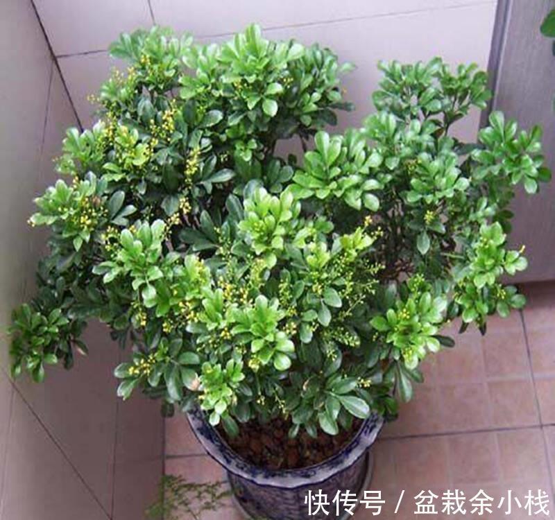 蕾丝|7种“香水花”，养一盆满屋生香，开花180天，好看又贵气