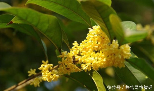 加餐|纳兰性德最体贴温润的友情:凭寄语,劝加餐,桂花时节约重还!