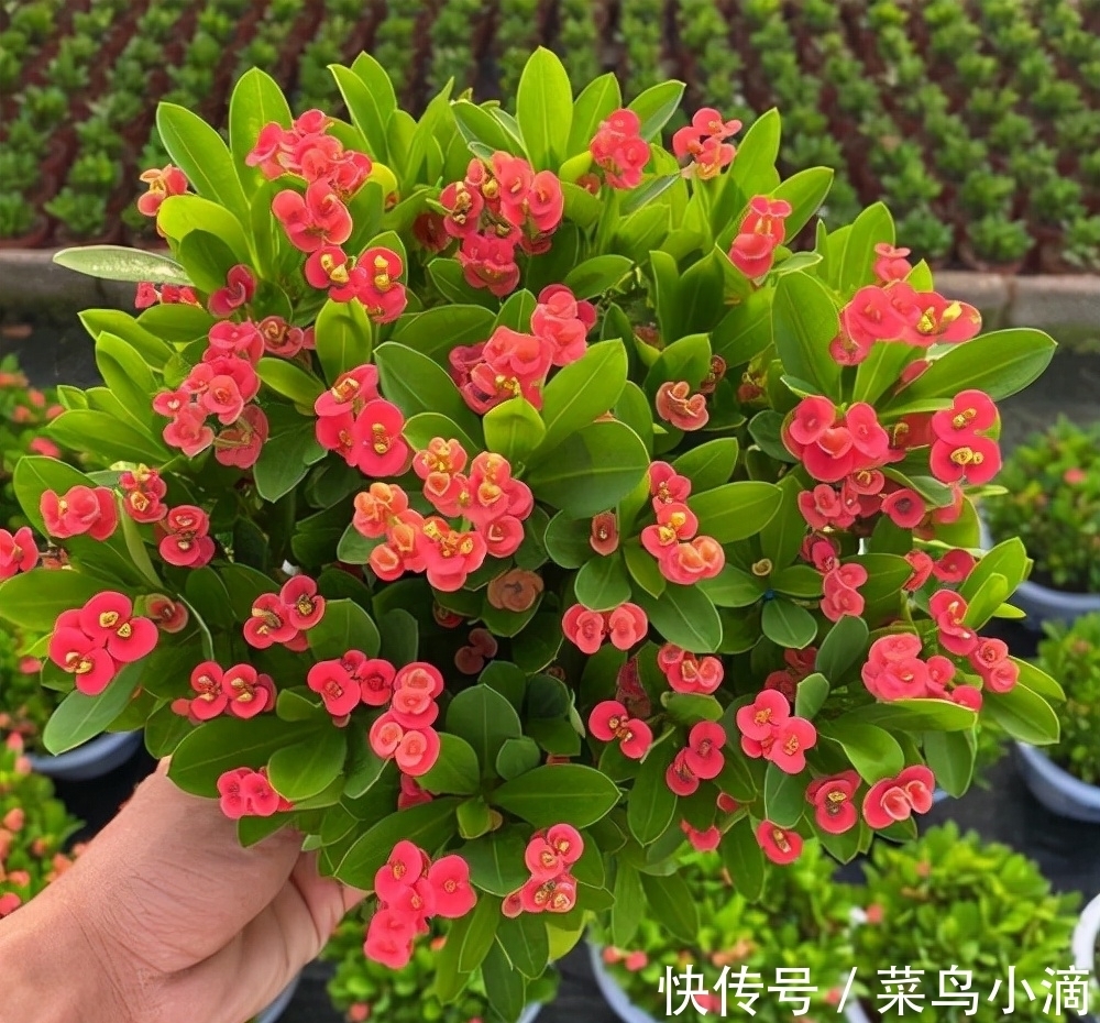 九种“皮实花”，多晒少管长得好，养成老桩更高档，绿萝没上榜