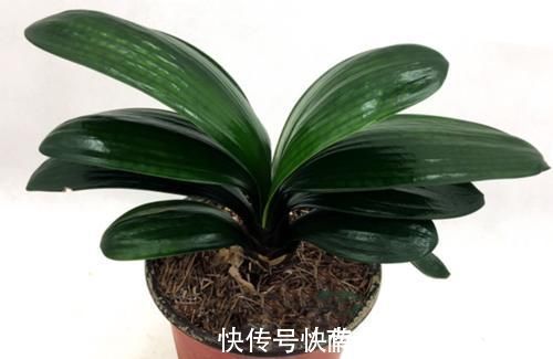 养君子兰一点也不难，但不能乱养，只需掌握四点就足够了