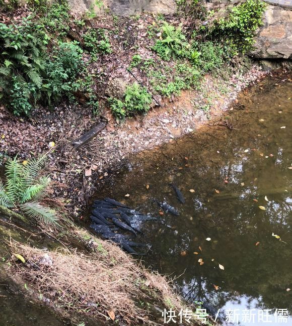 雷强|夏季黑鱼多且好钓，手竿以及传统钓攻略分享，看到就跑不掉