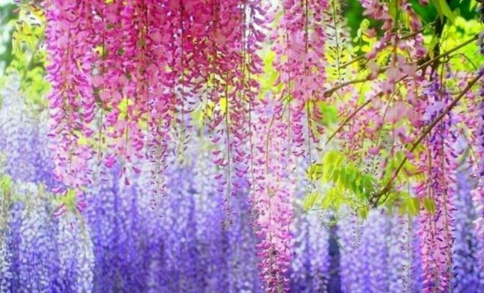 4种花是花中劳模,一年四季开花不断,阳台养出小花园