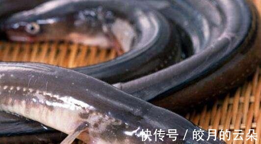 海产鱼|冬天吃鱼,会吃的人专挑这7种鱼,顺应时节营养高,贵点也值得!