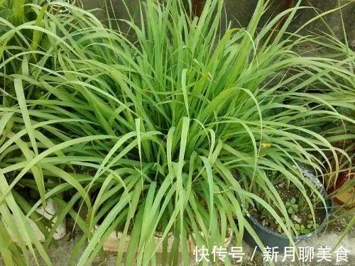 管理|这些植物放在洗手间,不用管理都能长得很好,还祛除异味