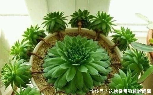 大饼|多肉观音莲，最爱“吃大饼”，一摊一大张，一个夏天都犯愁