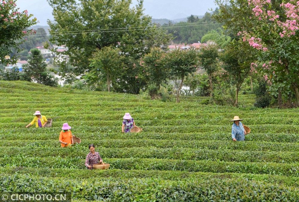 茶农|湖北保康：秋茶采摘忙