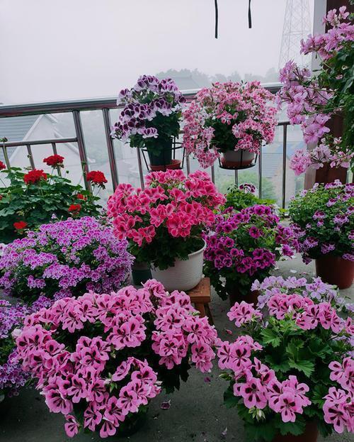 家里养天竺葵,掌握3个要点,多发芽窜花苞,养成繁花老桩!