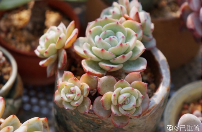服盆|新买的多肉,旱它10天不浇水,反而长得特别胖!