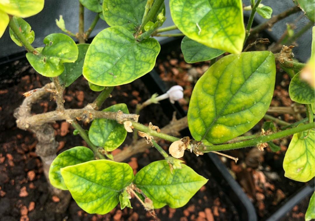 花成了光杆司令,剪一刀撒点药,很快冒新芽