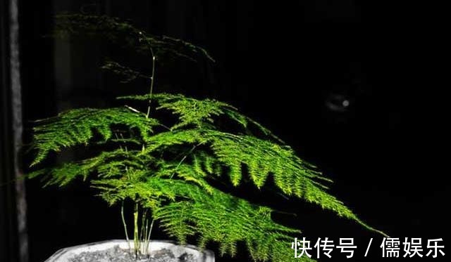 养文竹就要“狠”,黄叶枯枝直接剪,套个袋重新变成小树林