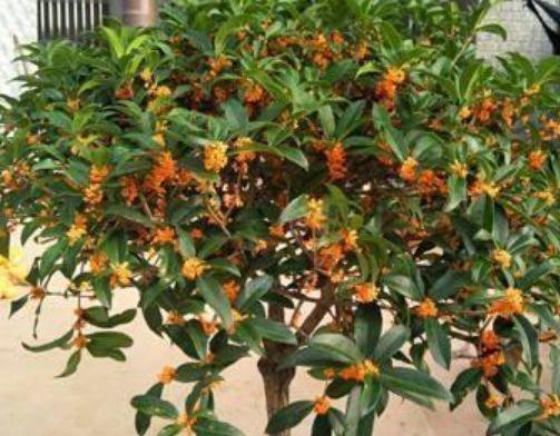 4种花是“爆盆能手”,开花多又漂亮,随便一养成花海!