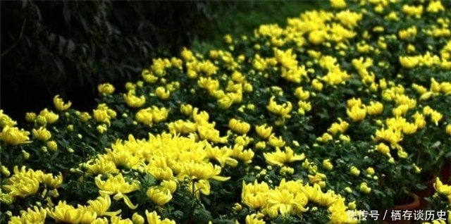 解读|满城尽带黄金甲,解读黄巢菊花诗以及黄巢留世的三首诗