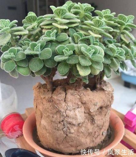 花盆土壤“黏成块”,3种“酸水”浇下去,3天变疏松,爆盆快