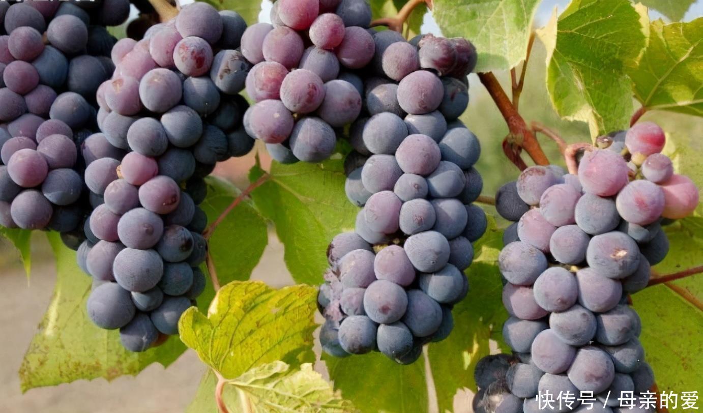 心肌缺血|人到中年,身体越来越差,推荐3种食物,清除自由基,抗衰老!