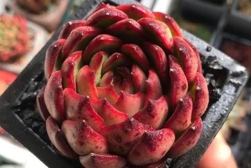 价钱|阳台养多肉别错过这5款莲座型的品种,与价钱无关,就是很适合