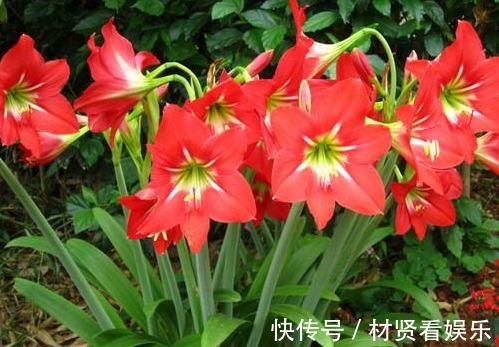 光照|养朱顶红，3个“禁忌”别触碰，否则叶子全黄，根系腐烂难开花