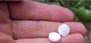 君子兰蔫了别扔,丢个小药片,呼呼冒出大白根,重新根壮叶油绿