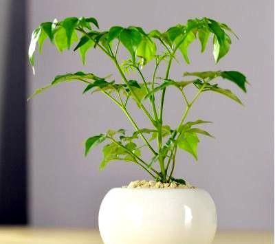  幸福树|奶奶养的幸福树，挺拔高大，绿意又盎然，幸福一大家！