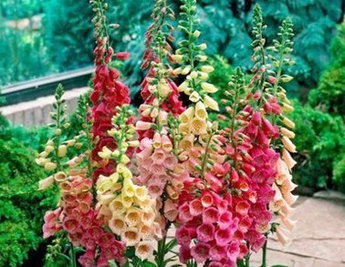 1种花,比绿萝好看,比长寿花更好养,半月就发芽,一开就是90天