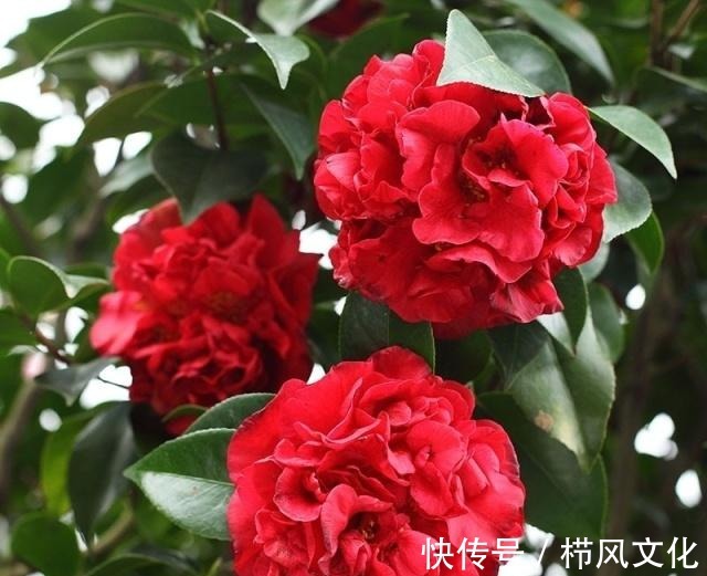 喜欢在家中养护花卉,就选择花期长,花色绚丽的3种花卉,非常美