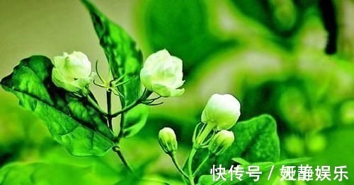 茉莉花|这种皮做成的肥水，养茉莉花，一个月长花苞，连开两次