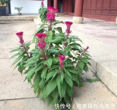 真正的花坚强,墙缝、地缝都能长,开花特别旺!