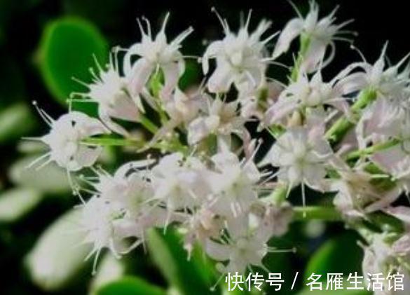 枝叶|客厅见树,家业稳固!适合客厅养的五种树,大气美观,幸福感倍增