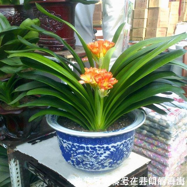 天冷|天冷了,15种漂亮花喜欢“大太阳”,多晒长得壮,花更多