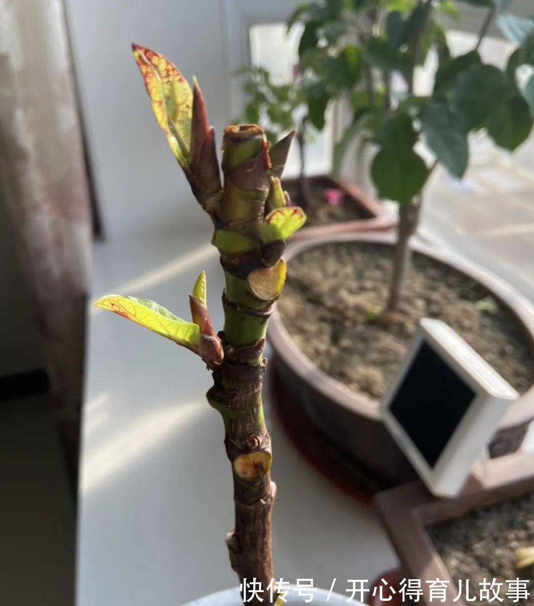 10种花，一降温就黄叶，赶紧换个地方养