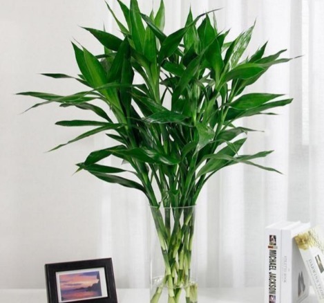 富贵竹不生根这种“液体”泡10天,冒出一圈小白根,再不黄叶