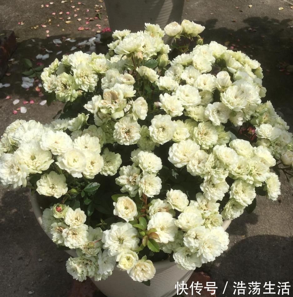 此盆栽植物号称开花机器，全年都开花，种植容易，室内也能种