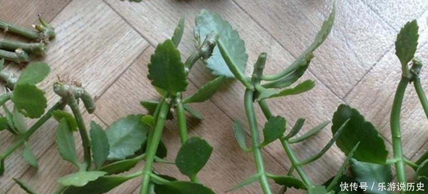 种花|这3种花,再“便宜”都不要买了,只要一根“枝”,1盆变10盆