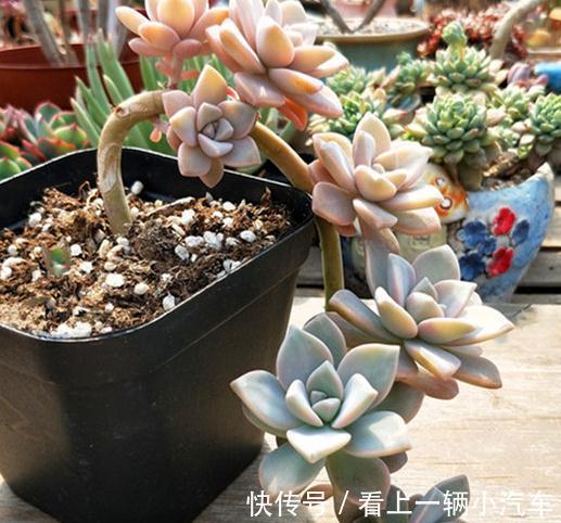 多肉长残了怎么办,一个牙签就能解决