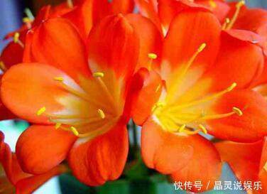 盆栽君子兰夹箭,只要往花盆里放点它,花骨朵嘟嘟冒出来!