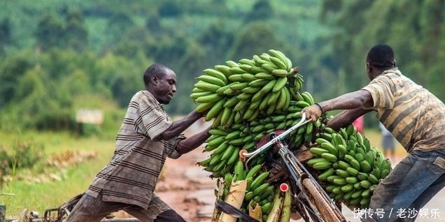 用来|非洲“最大的香蕉”,不但可以煮着吃,还能用来酿酒呢