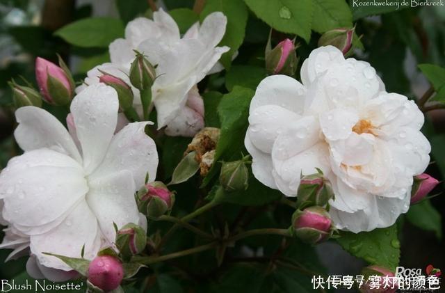 20款古老月季。数百年唯美传承,个个经典又抗病。远胜现代月季