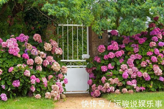 5种花不用管，盆栽地栽都好养，自己就能长成大花球，花开还惊艳