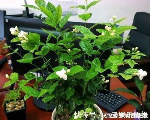 平时该如何管理茉莉花抓住5个重点,植株枝繁叶茂、开花多