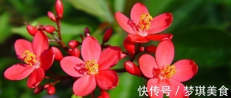 琴叶|这4种花的花期”超长“,而且开花还勤,非常好养