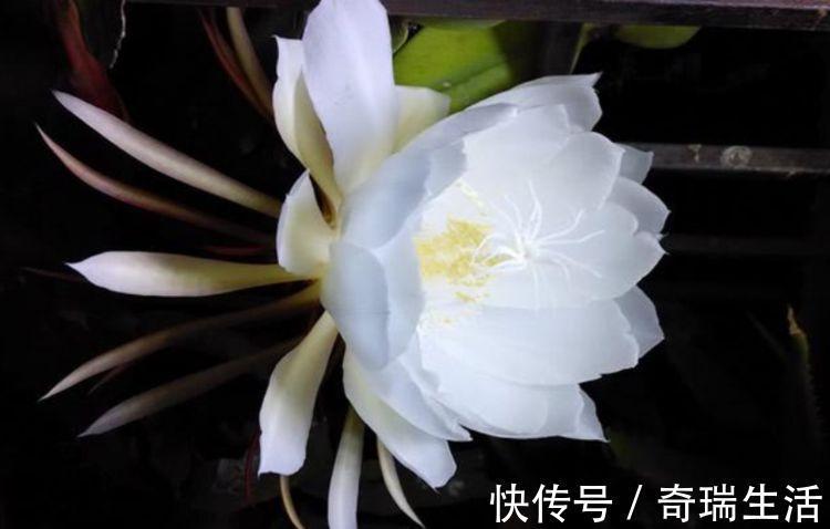 几款艳丽的花卉,漂亮又好闻,花型圆滚惹人爱,值得拥有