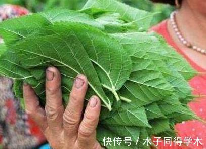 盗汗|经常桑叶泡水喝，身体会发生三个惊喜的变化，后悔才知道！